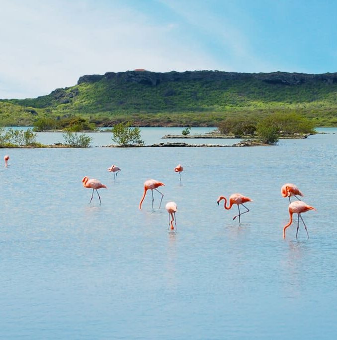 jan-kok-zoutpannen-flamingo